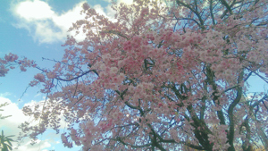 国立桜♪
