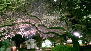 国立夜桜♪