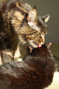 猫同士が舐め合う時って いつも心にはっぴーにゃんこ
